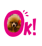 Camel...♥①（個別スタンプ：6）