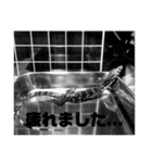 虎太郎の毎日（個別スタンプ：3）
