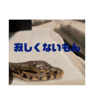 虎太郎の毎日（個別スタンプ：13）