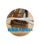 虎太郎の毎日（個別スタンプ：15）