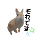 うさぎのおにぎりスタンプ3（個別スタンプ：6）