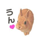 うさぎのおにぎりスタンプ3（個別スタンプ：7）