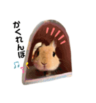 うさぎのおにぎりスタンプ3（個別スタンプ：25）