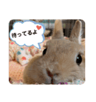 うさぎのおにぎりスタンプ3（個別スタンプ：27）