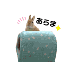 うさぎのおにぎりスタンプ3（個別スタンプ：32）