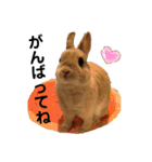 うさぎのおにぎりスタンプ3（個別スタンプ：39）