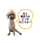 ウチのトロ（個別スタンプ：3）