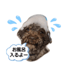 ウチのトロ（個別スタンプ：4）