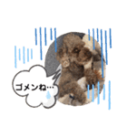 ウチのトロ（個別スタンプ：5）