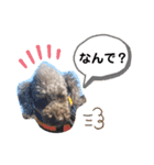 ウチのトロ（個別スタンプ：6）