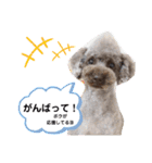 ウチのトロ（個別スタンプ：7）