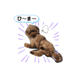 ウチのトロ（個別スタンプ：12）