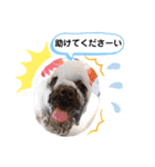 ウチのトロ（個別スタンプ：15）
