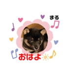 黒柴まる君のスタンプ（個別スタンプ：2）