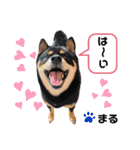 黒柴まる君のスタンプ（個別スタンプ：3）