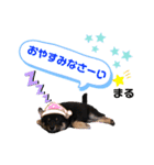 黒柴まる君のスタンプ（個別スタンプ：4）