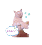 ビビとジャック2（個別スタンプ：11）
