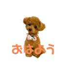 マカナ(243)（個別スタンプ：1）