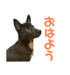 プー助(245)（個別スタンプ：1）