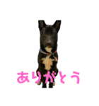 プー助(245)（個別スタンプ：3）