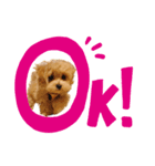 ぽっけ(244)（個別スタンプ：2）