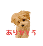 ぽっけ(244)（個別スタンプ：5）