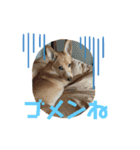 茶々丸(246)（個別スタンプ：6）