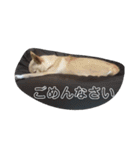 もっといーとつー。（個別スタンプ：13）