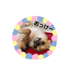 モフモフFamily（個別スタンプ：1）