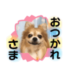 モフモフFamily（個別スタンプ：15）