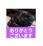 返信用スタンプ  フレブル編（個別スタンプ：4）