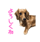ラナ(222)（個別スタンプ：1）