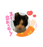 ちびみや9（個別スタンプ：23）