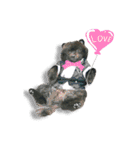 冬に便利で可愛い。熊犬バースくん（個別スタンプ：26）