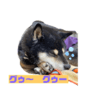 黒柴りゅうさん（個別スタンプ：5）