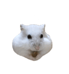 ハムスターのぽっちゃん2（個別スタンプ：4）