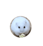 ハムスターのぽっちゃん2（個別スタンプ：10）