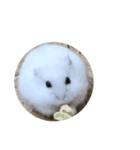ハムスターのぽっちゃん2（個別スタンプ：11）