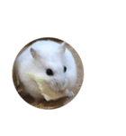 ハムスターのぽっちゃん2（個別スタンプ：13）