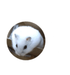 ハムスターのぽっちゃん2（個別スタンプ：14）