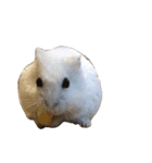 ハムスターのぽっちゃん2（個別スタンプ：15）
