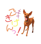 ミニピンレッドのオリヴィアさん（個別スタンプ：1）