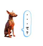 ミニピンレッドのオリヴィアさん（個別スタンプ：8）