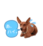 ミニピンレッドのオリヴィアさん（個別スタンプ：15）