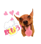 ミニピンレッドのオリヴィアさん（個別スタンプ：20）