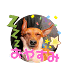ミニピンレッドのオリヴィアさん（個別スタンプ：21）
