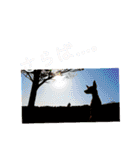 ミニピンレッドのオリヴィアさん（個別スタンプ：24）