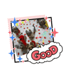 ヨーキーズ5大好き（個別スタンプ：6）