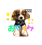 ダリア200702キャバリア（個別スタンプ：3）