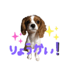 ダリア200702キャバリア（個別スタンプ：7）